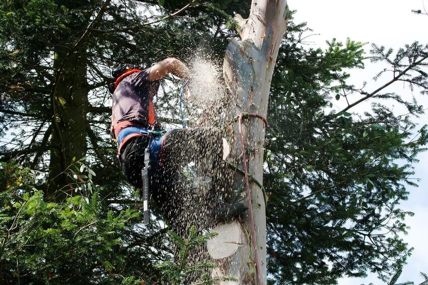 Tree Surgeons Ashtead KT21